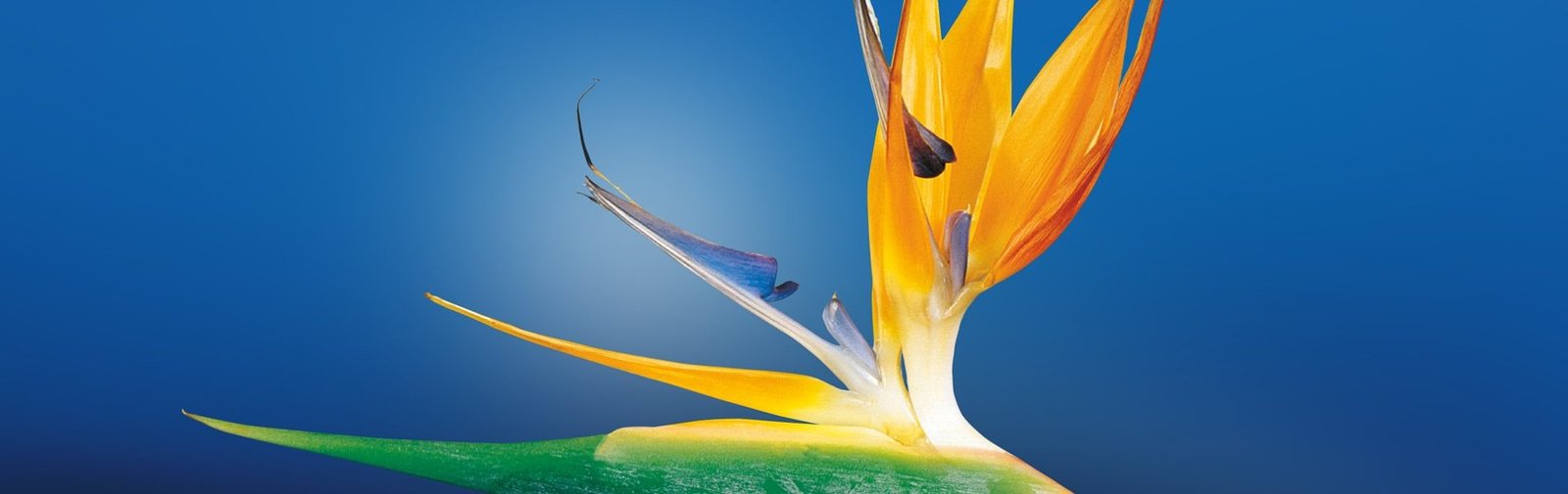 bird-of-paradise-flower-1073282_1920 bird-of-paradise-flower-1073282_1920