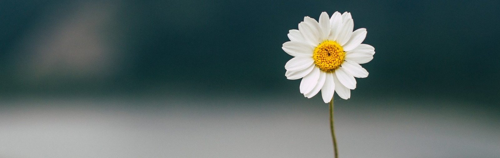 daisy-5383056_1920