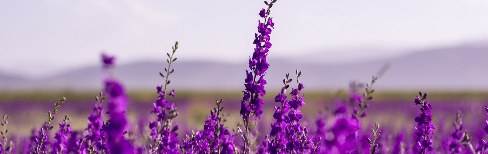 flowers-5383054_1920