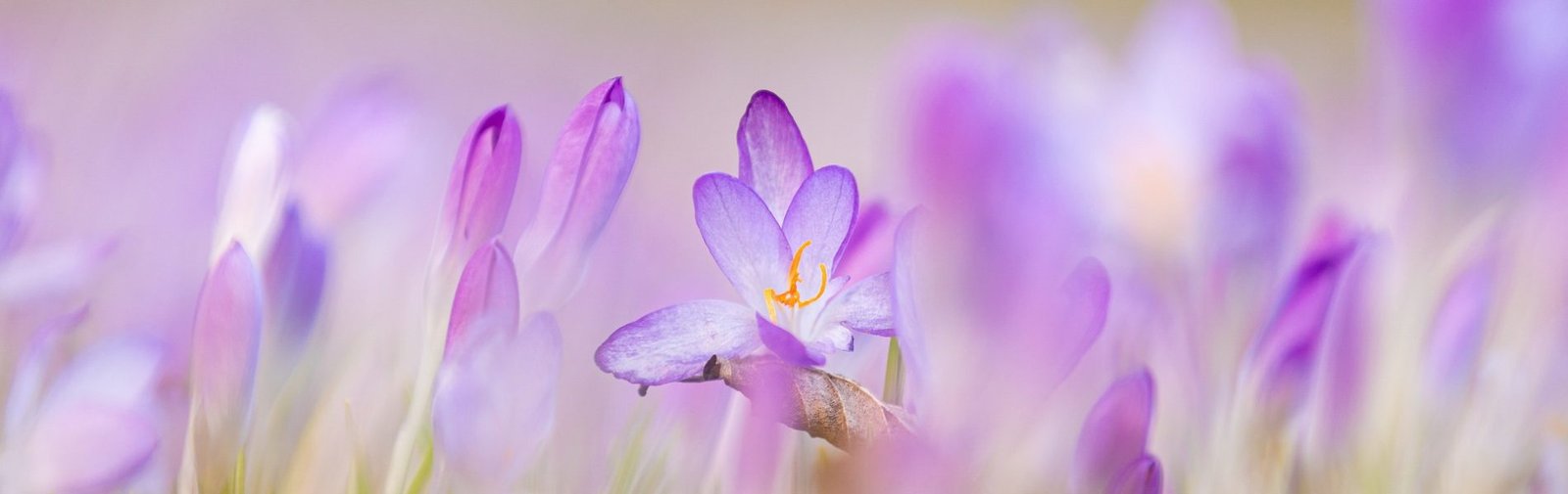 flowers-gc699894a1_1920