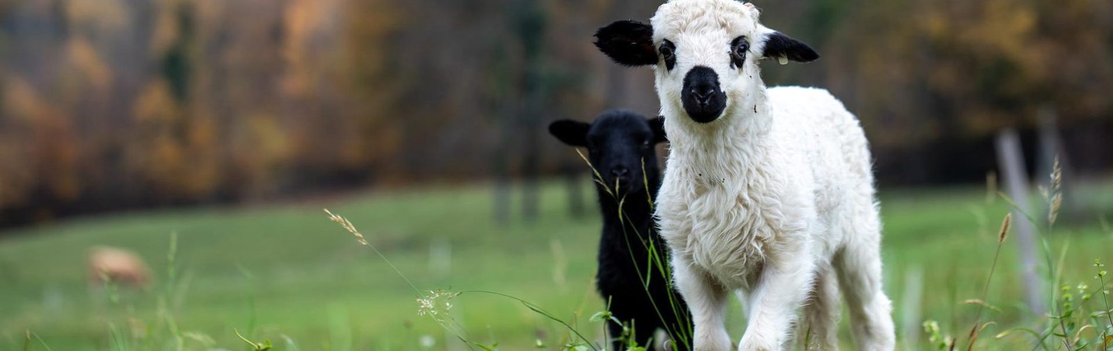 lamb-g7c8b9da83_1920